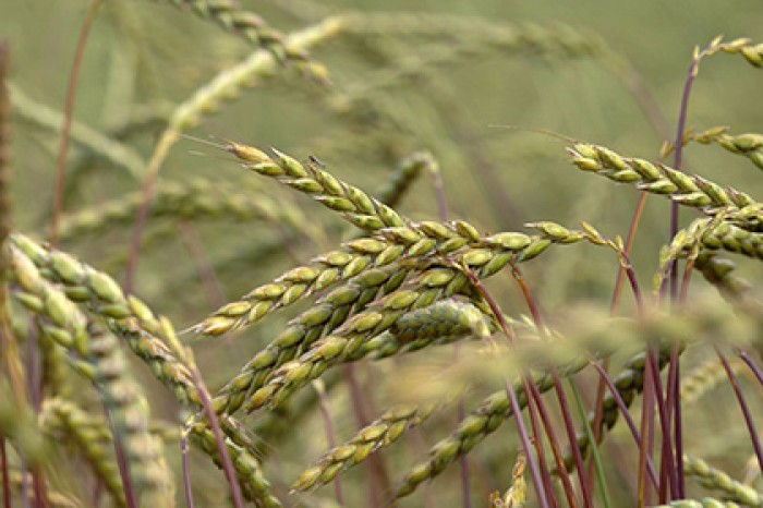 Курганские фермеры возьмутся за полбу