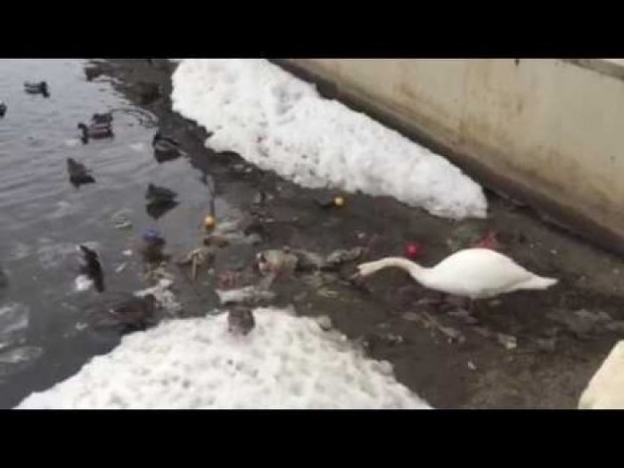 Лебедь чистит озеро от мусора в России. Видео