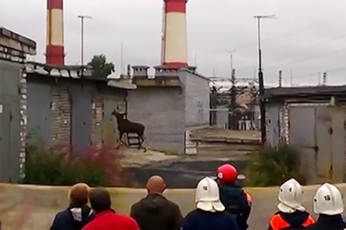 Лосенок заблудился в центре Мурманска
