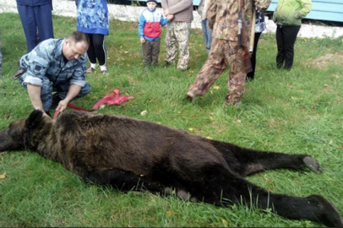 Медведя застрелили возле школы в Амурской области
