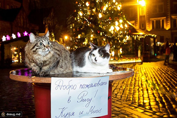 Мэр Риги рассказал о зазывающих россиян котах Мурисе и Кузе