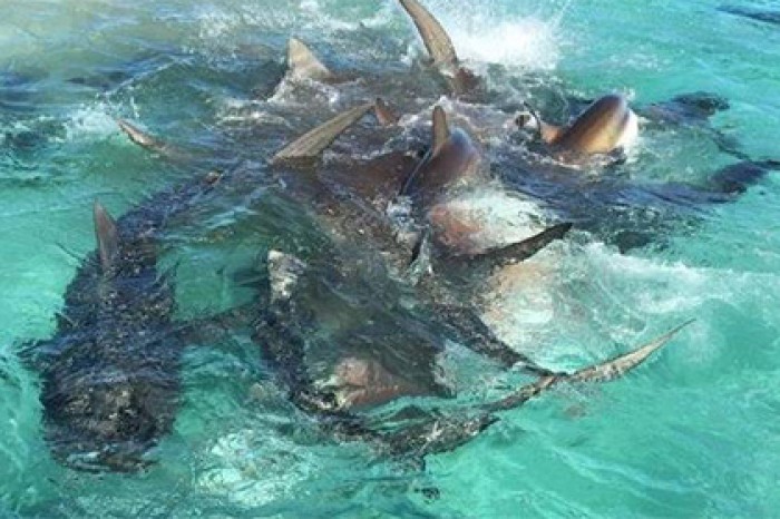 Нападение 70 акул на кита сняли на видео