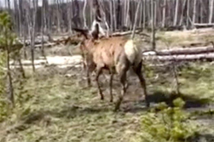 Олень напал на туристку в американском парке