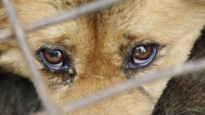 Приют смерти: в квартире женщины обнаружено 18 трупов животных
