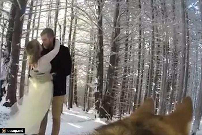 Собака сняла свадебное видео для своих хозяев