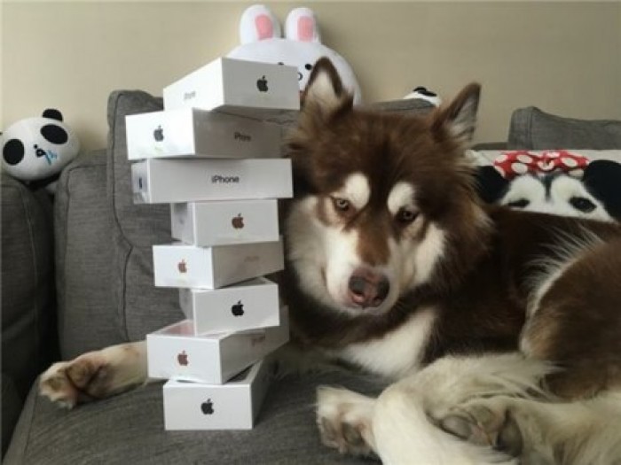 Сын самого богатого китайца купил своей собаке восемь iPhone 7