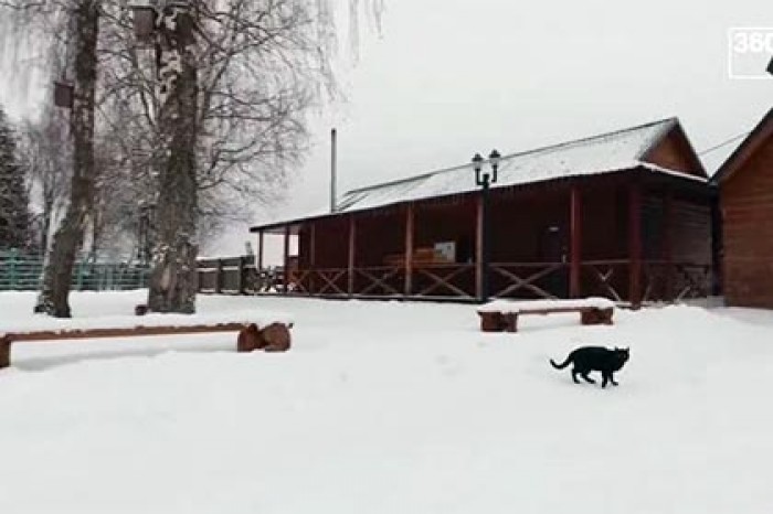 Тележурналисты напугали кота коптером