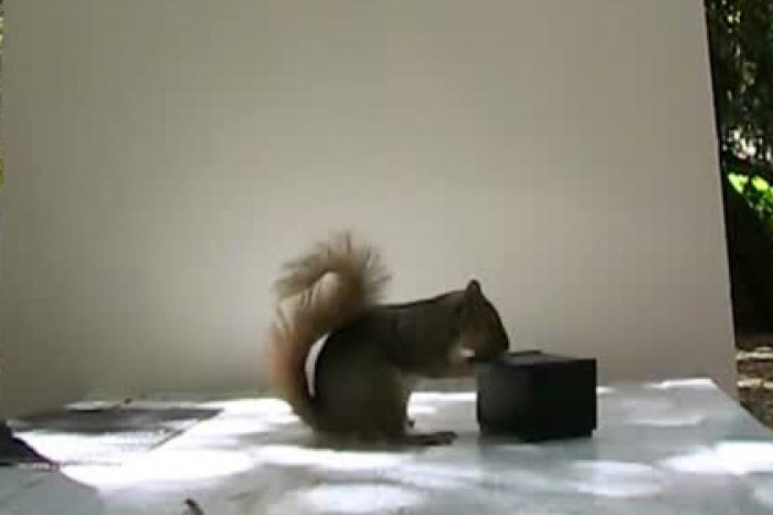 Ученые сняли на видео разъяренную белку