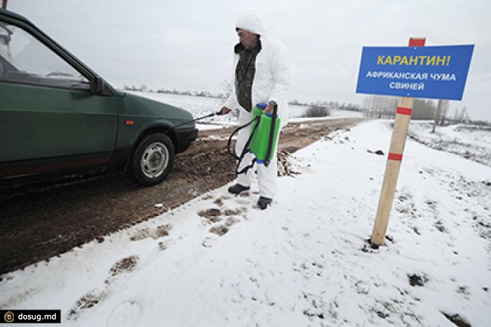 В Крыму ввели режим ЧС из-за африканской чумы свиней