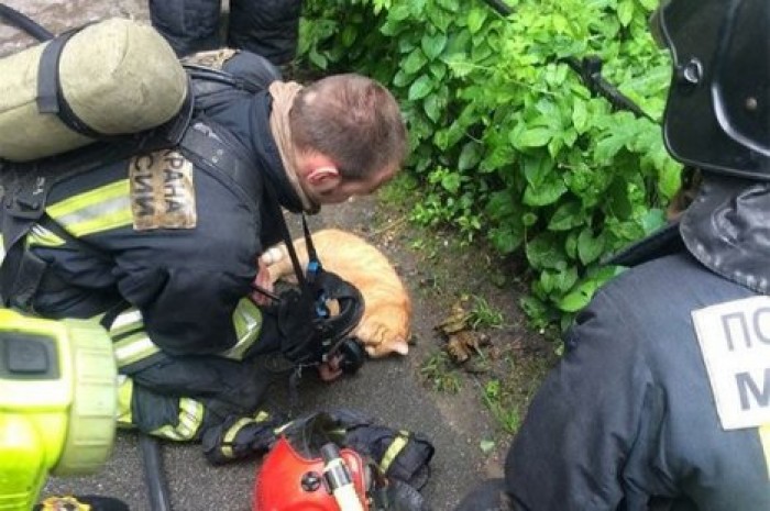 В Петербурге пожарные откачали рыжего кота, пережившего пожар