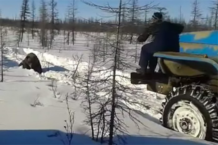 В сети попросили древнерусского бога Велеса наказать убивших медведя в Якутии