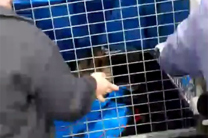 В женском туалете на кладбище нашли спящего морского котика