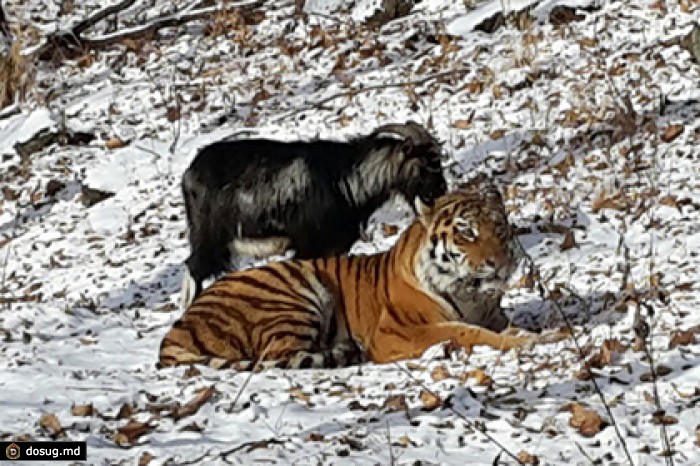 WWF предрек скорое окончание дружбы амурского тигра с козлом Тимуром