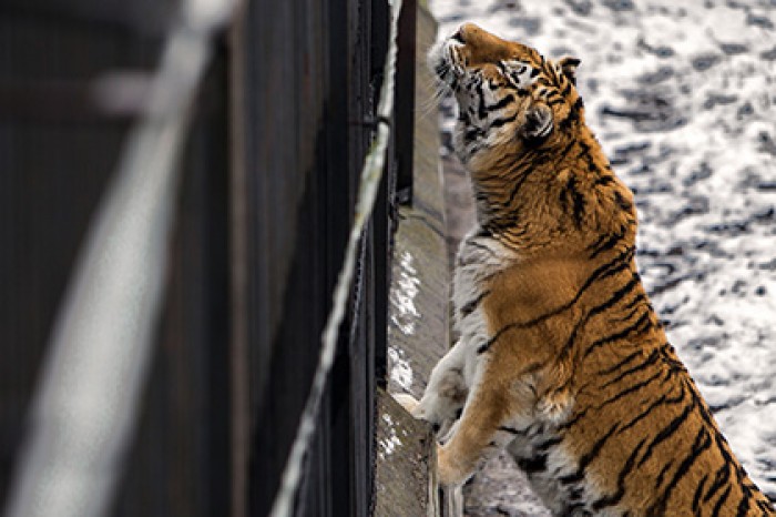 WWF зафиксировал рекордный рост популяции тигров