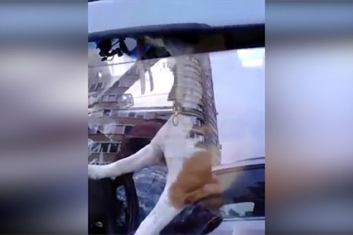 Заскучавший в машине пес спел и подыграл себе на клаксоне