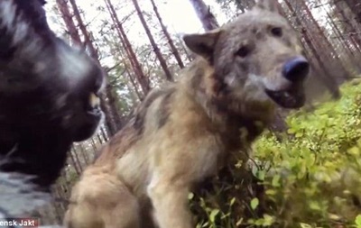 Камера GoPro сняла нападение волков на собаку