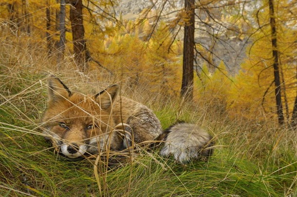 National Geographic выбрал лучшие фото 2015 года