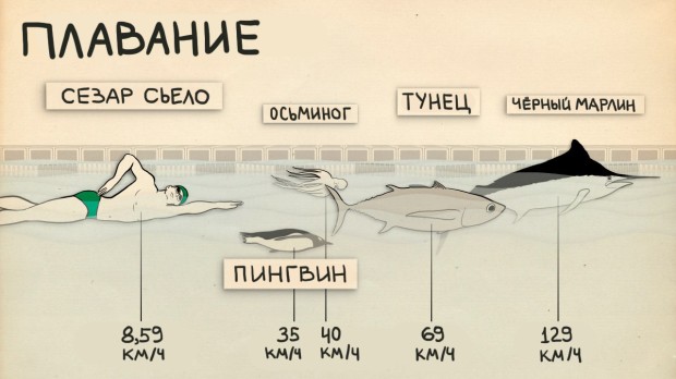 Лучшие спортсмены против представителей животного мира