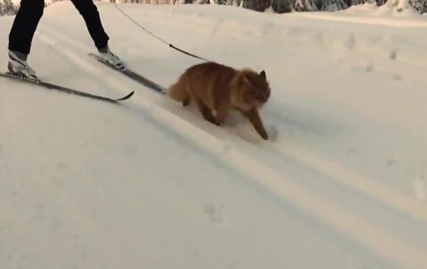 Норвежка сделала кота ездовым животным