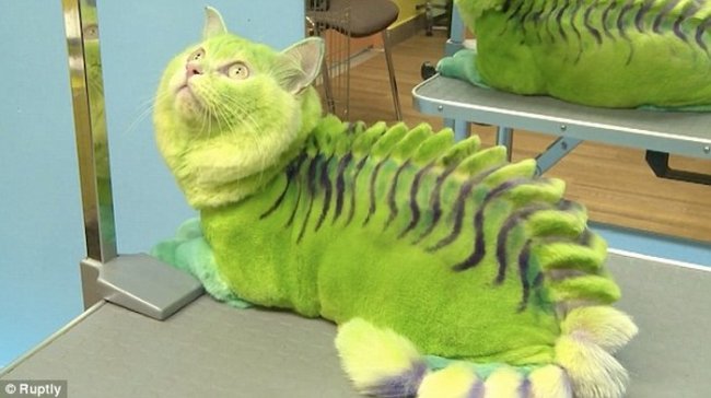 Салон по раскраске животных