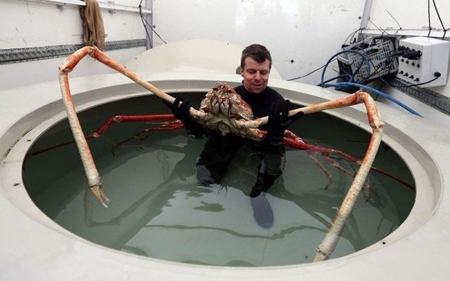 Гигантский японский морской краб