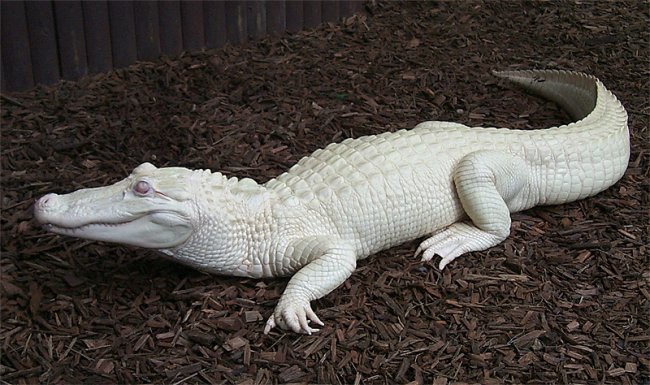 Аллигатор альбинос из парка живой природы Gatorland