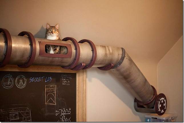 Кошачья транзитная система