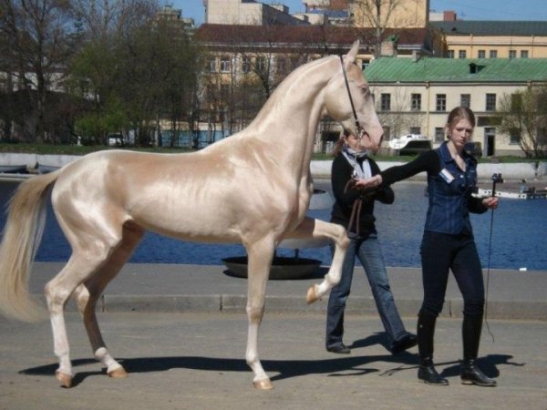 Кремовая лошадь