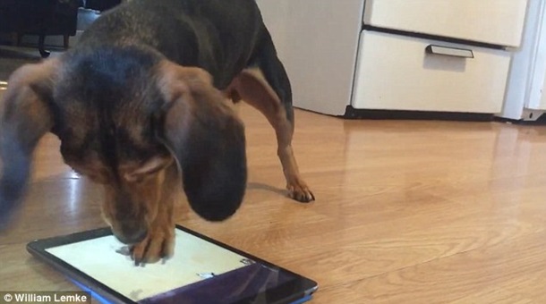 Такса удивила всех своей игрой на iPad