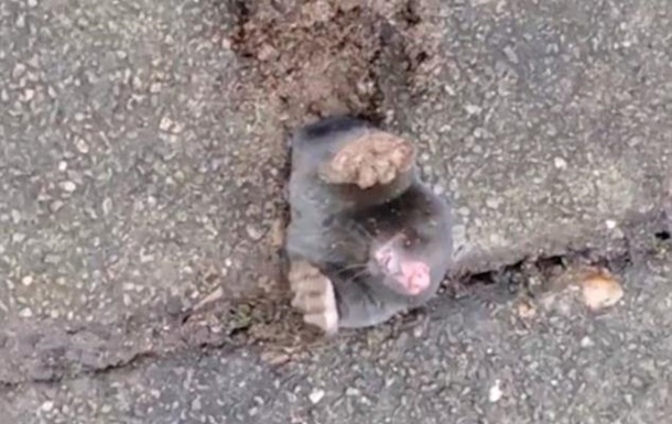 Очевидец снял видео с кротом, застрявшим в асфальте