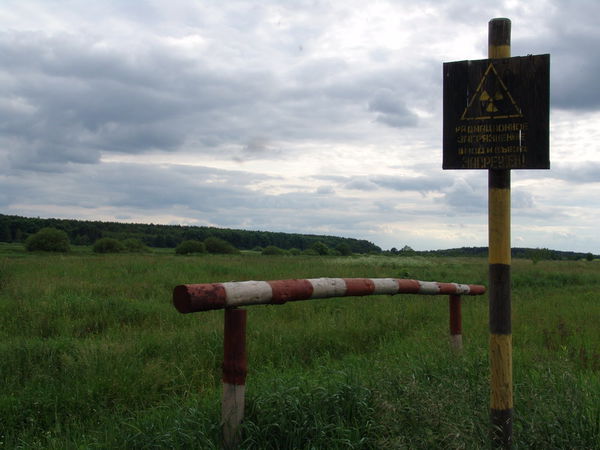 в Чернобыле активно растет, несмотря на радиацию