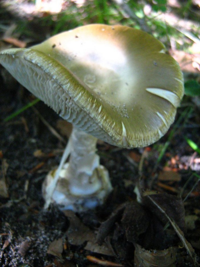 Самый ядовитый гриб — Бледная поганка (Amanita phalloides)
