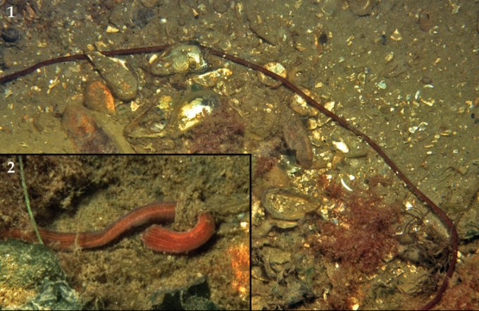 Самое длинное животное в мире — Lineus longissimus