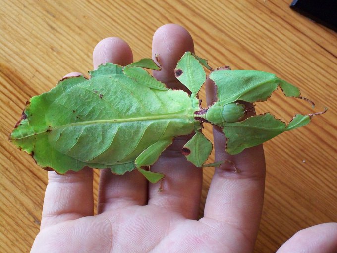 Удивительное насекомое «Листотел» (Phylliidae) или эволюция маскировки