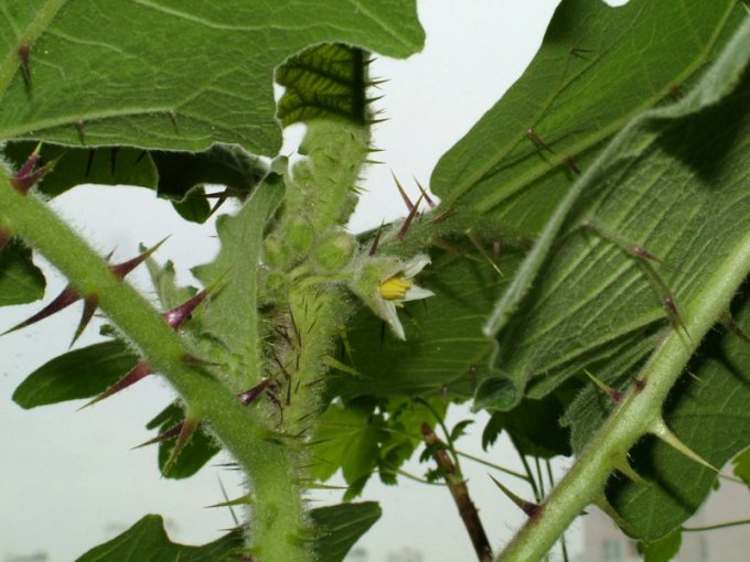 Золотой плод Анд - Наранхилья (Solanum quitoense)