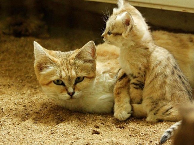 Барханный кот - кот, который всегда остается похожим на котенка