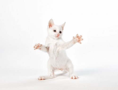 Котята, которые умеют цепляться когтями, в фотографиях Сета Кастила