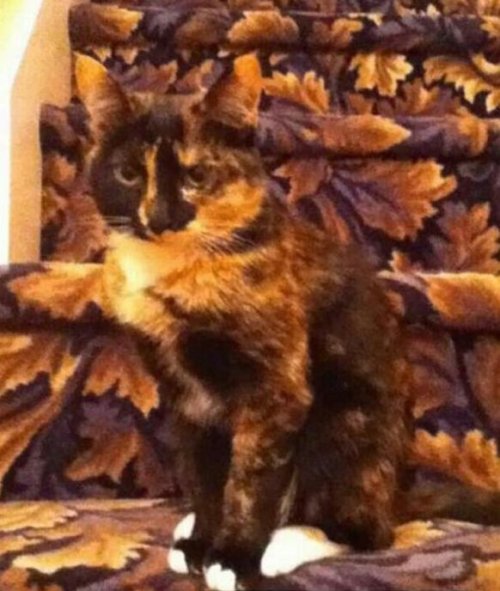 Кошки, которые знают толк в настоящей маскировке