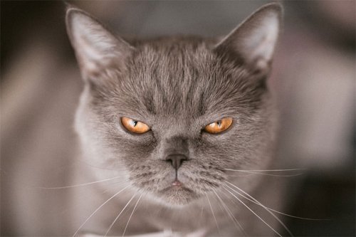 Самые недовольные кошки в мире
