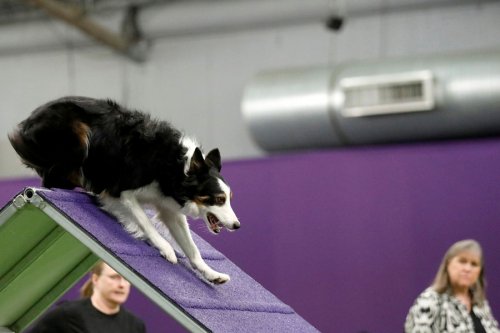 141-я ежегодная выставка собак Westminster Kennel Club в Нью-Йорке