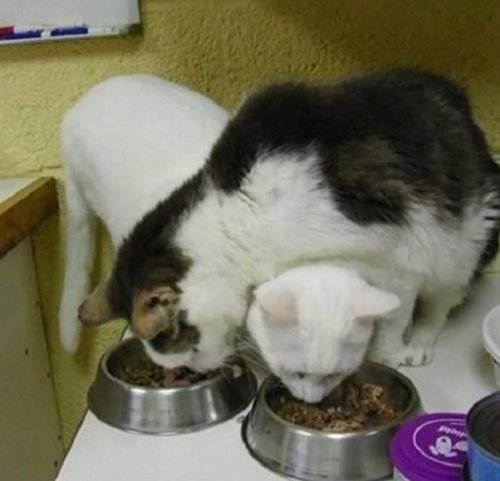 Смешные кошки, которые разучились правильно есть