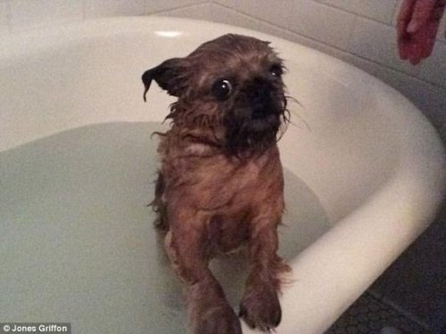 Домашние животные, которые не любят водные процедуры
