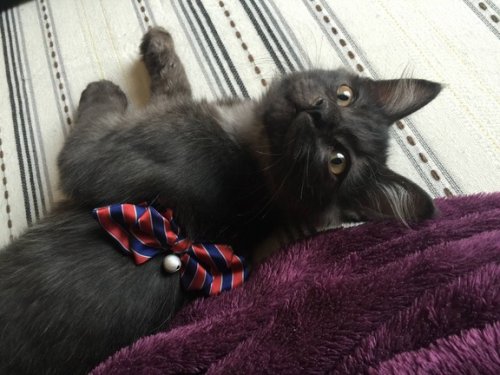 Спасённый котёнок поразил своих хозяев роскошным окрасом