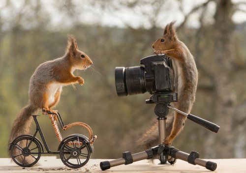 Белочки устроили фотосессию