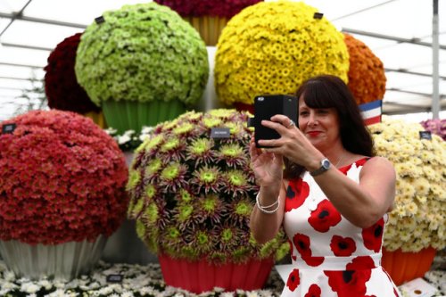 Цветочная выставка Chelsea Flower Show 2017 в Лондоне