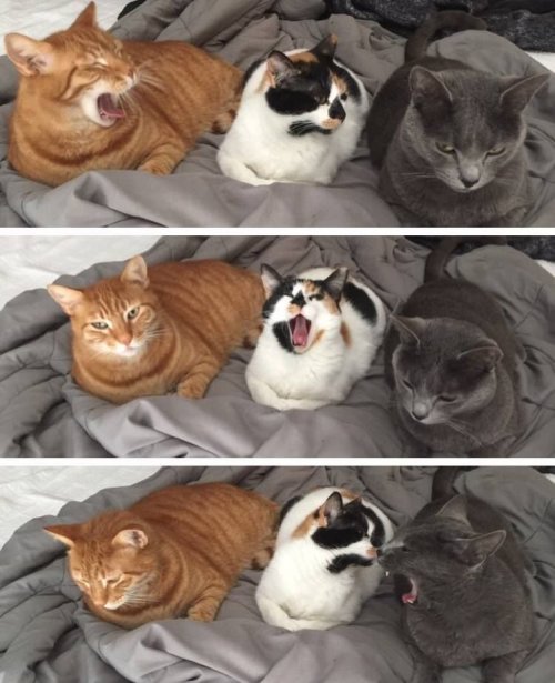Забавные животные, которые подарят вам улыбку