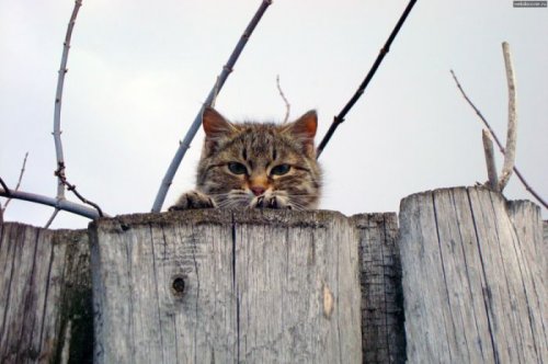 Кошки-партизанки, которые за всеми следят
