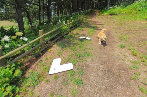 В Южной Корее пёс следовал за фотографом Google Street View, каждый раз попадая в кадр