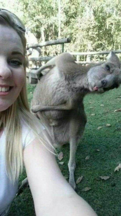 Смешные фотобомбы с животными