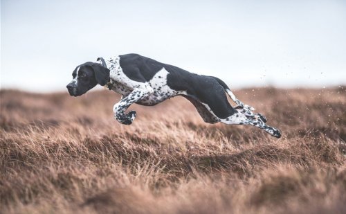 Фотографии-победители конкурса Kennel Club Dog Photographer Of The Year